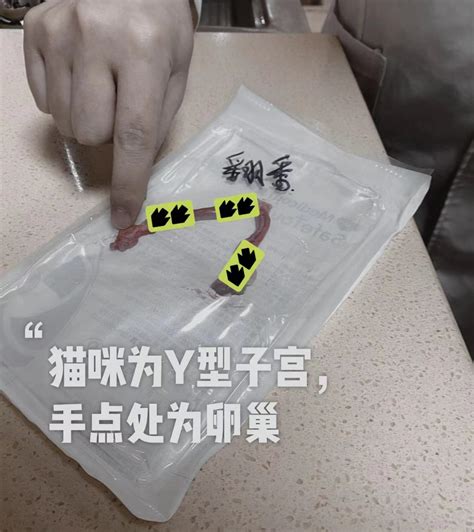 母猫发情期间可以绝育吗？有关猫咪绝育的一些误区 知乎