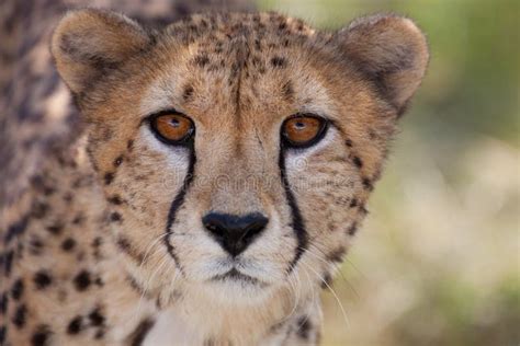 Gepard 1 stockbild. Bild von gepard - 9309045