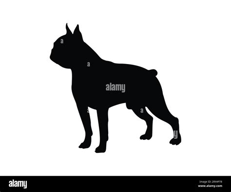 Boston Terrier Silhouette Vector Art Stock Vector Image And Art Alamy