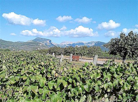 Las Bodegas De La Do Binissalem Inician La Vendim A Con Una Previsi N