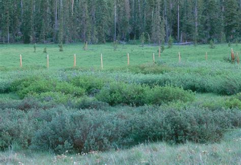 Salix Arizonica Arizona Willow New Mexico Rare Plants