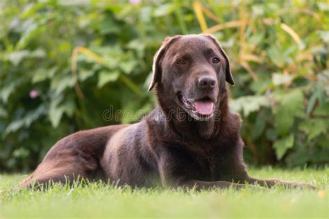 Chocolate Labrador Lying Down Stock Image Image Of Domestic British