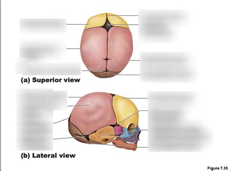 Fetal Skull Diagram Quizlet