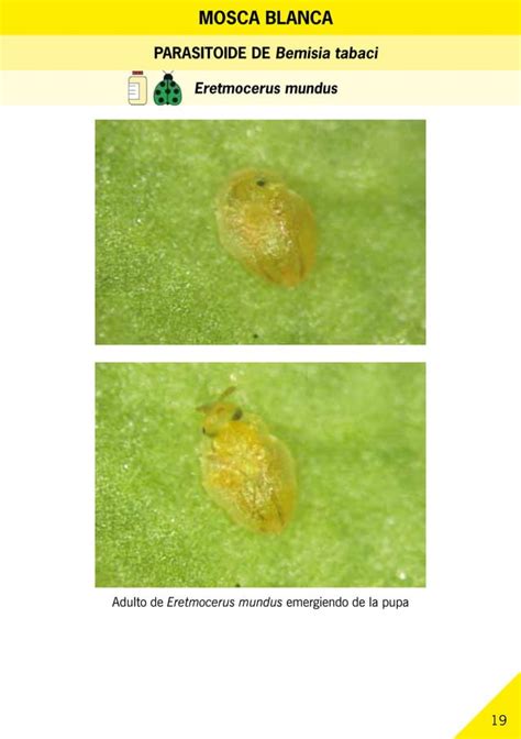 Guía Ilustrada De Plagas Y Enemigos Naturales En Invernaderos Pdf