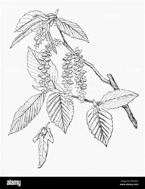 Carpinus Betulus Botanical Illustration Cut Out Stock Images And Pictures Alamy