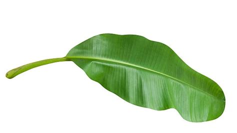 Sedekah Daun Pisang