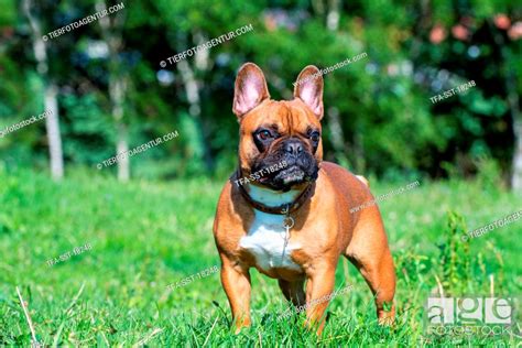 French Bulldog, Stock Photo, Picture And Rights Managed Image. Pic. TFA ...