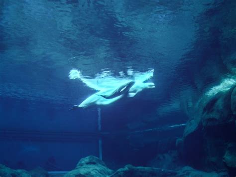 A Beluga Whale Gave Birth At An Aquarium And Photos Showing The Mom