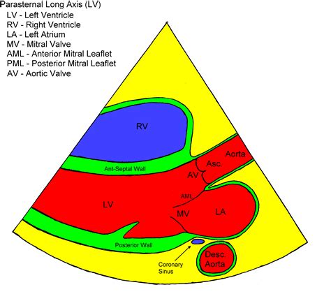 Filetransthoracic Echo Parasternal Long Axis Lv Schematicpng Wikipedia