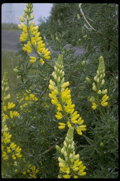 Lupinus Arboreus Tree Lupine