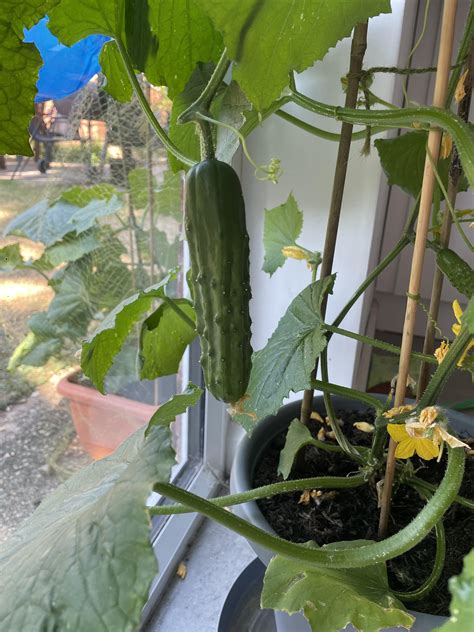Advice on when to harvest Cucumbers : r/GardeningUK