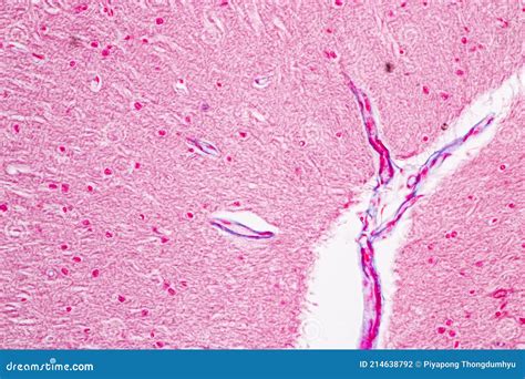 Spinal Cord Nerve Cerebellum Cortex And Motor Neuron Human Under The