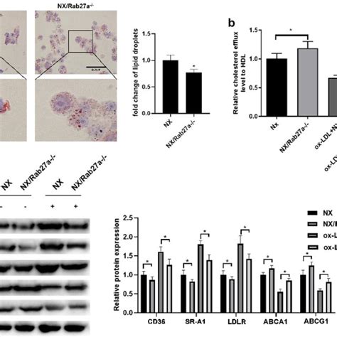 raba deletion attenuated uremic atherosclerosis  quantitative