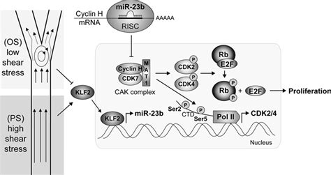 Janus Faced Role Of Krüppel Like Factor 2dependent Regulation Of