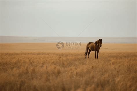 远处有一匹马高清图片下载 正版图片600045126 摄图网