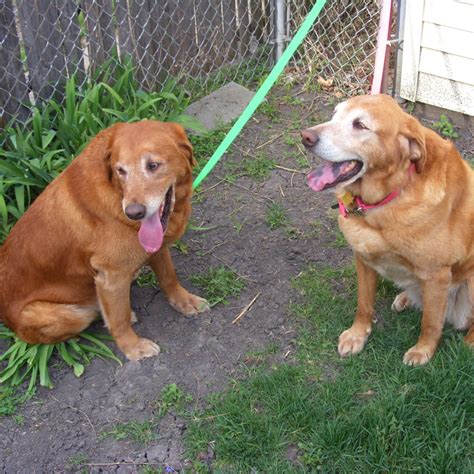 √√ Golden Retriever Adoption Pennsylvania USA - Buy Puppy In Your Area