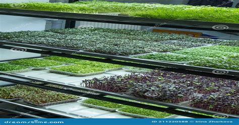 Discover Los Angeles Premier Microgreen Farm A Green Oasis In The