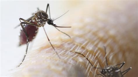 Zika Aedes Aegypti Repelente Rpp Noticias