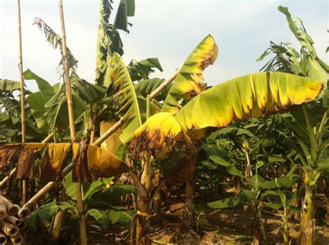 Fusarium Wilt Of Bananas The San Pedro Sun