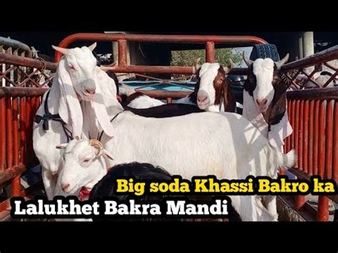 Lalukhet Bakra Mandi Latest Update 16 April 2023 Today 5 Khassi Bakro