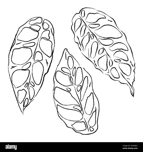 Monstera Obliqua Swiss Cheese Plant Leaf Hand Drawing Sketch Illustration Doodle Isolated Black