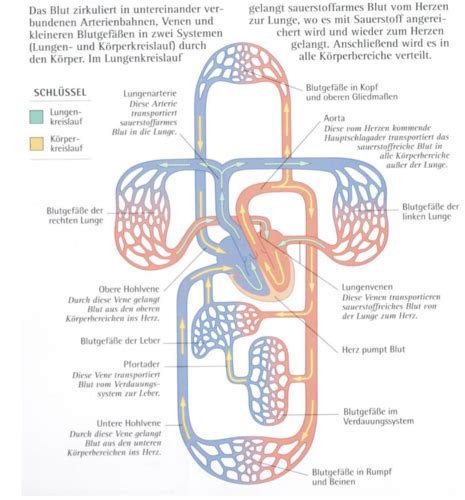 Herz Kreislauf System Flashcards Quizlet