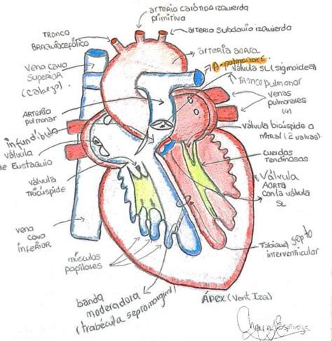 Cr A Tempo Barry Anatomia Del Coraz N Abuelo Propio De Alguna Manera