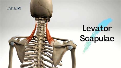 Levator Scapulae Muscle Anatomy Function And Pathology Kenhub Images ...