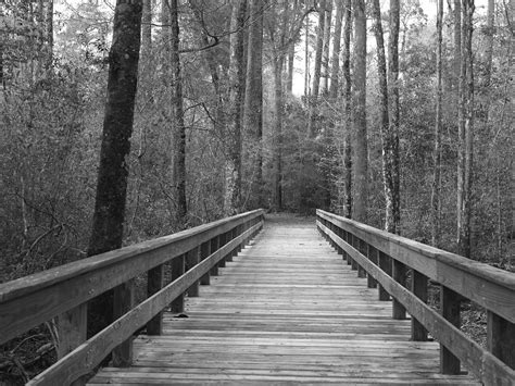 Free Images Landscape Tree Nature Forest Pathway Outdoor Winter