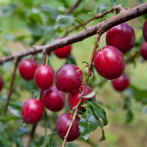 Pruimenboom Prunus Domestica Opal Tuinplantenbezorgd Nl