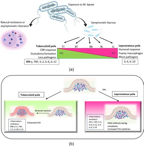 Perspective Chapter Interferon Gamma In Natural Defence And Prevention