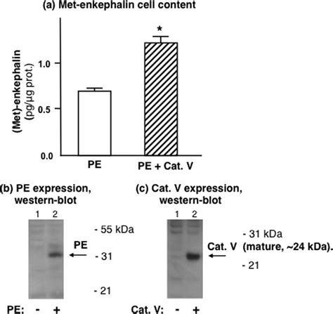 Cellular Expression Of Cathepsin V With PE Results In Met Enkephalin