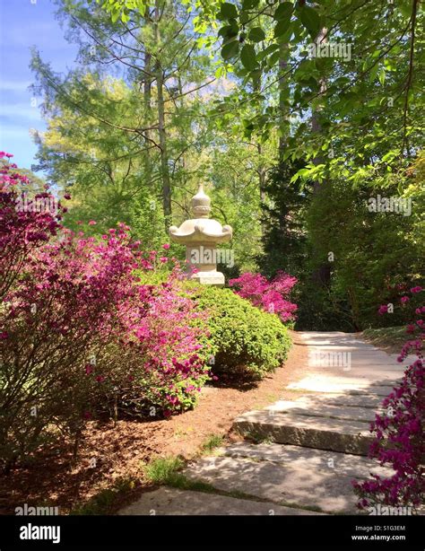 Azaleas In Bloom In A Japanese Garden Stock Photo Alamy