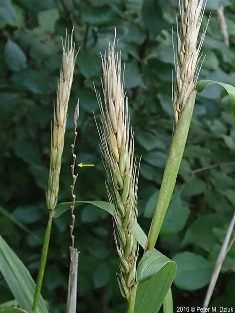 Elymus Virginicus Virginia Wild Rye Minnesota Wildflowers