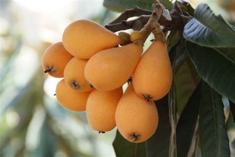 Gambar Menanam Bunga Makanan Menghasilkan Flora Pohon Buah