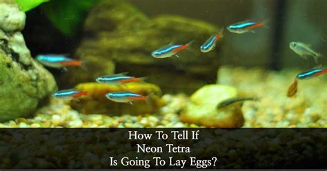 How To Tell If A Neon Tetra Is Going To Lay Eggs Tetra Fish Care