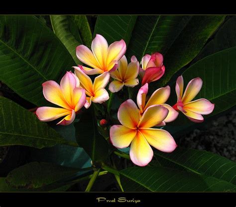 Rare Flowers The Plumeria Preal Suriya By Mad Plumerian Via Flickr