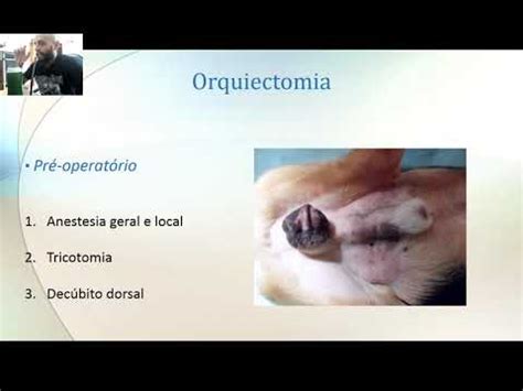 Aula de técnica cirúrgica orquiectomia e osh YouTube