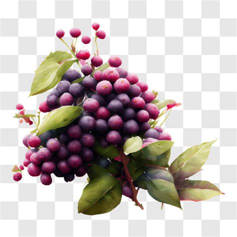 Descarga Uvas Moradas Reci N Cosechadas En La Vid Png En L Nea