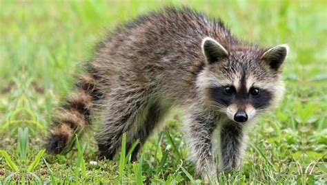 Raccoon – Canadian WildLife Removal