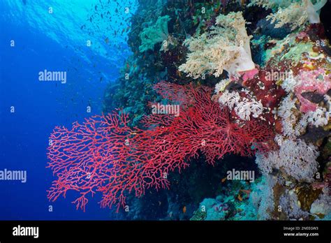 Gorgonian Red Knot Coral Acabaria Biserialis On A Steep Wall Dive