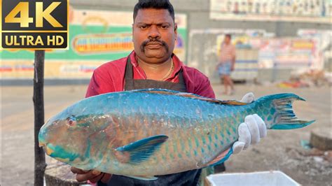 Kasimedu Speed Selvam Parrot Fish Cutting Video Parrot Fish Cutting