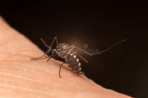 Mosquito eating blood stock photo. Image of sucking, health - 77624636