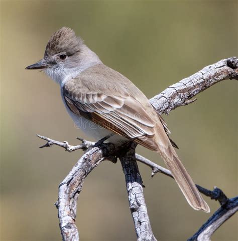 Ash Throated Flycatcher In Arizona Stock Image Image Of Cinerascens