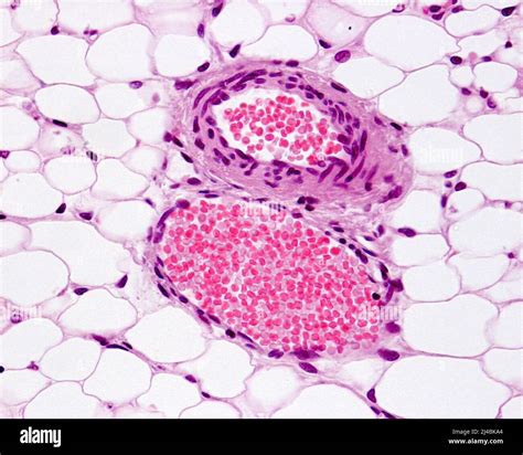 Arteriole And Venule Light Micrograph Stock Photo Alamy