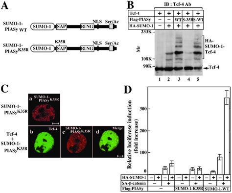 Effect Of SUMO 1 Conjugation To N Terminus Of PIASy A SUMO 1