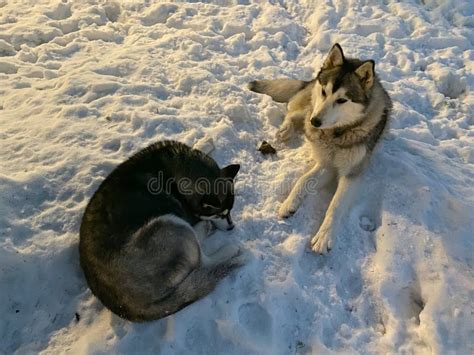 Cute Siberian Husky Sleeping In Snow - l2sanpiero