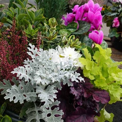 Senecio Heuchera And Cyclamen In A Winter Container Winter