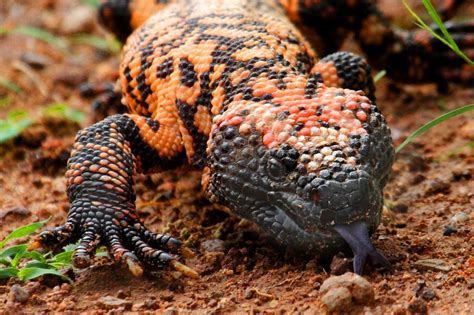 Gila Monster Heloderma Suspectum Not As Dangerous As It Flickr