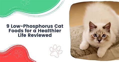 9 Best Low Phosphorus Cat Foods For A Healthier Life